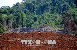 Vụ phá 15 ha rừng tại Đắk Nông: Chủ rừng buông lỏng quản lý, bảo vệ 